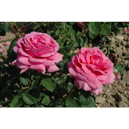 Extérieur plaisir:Rosier Grandes Fleurs – Pot de 5L