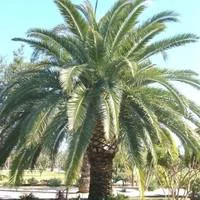 Sélection extérieure：Phoenix Canariensis vert ou Dattier des Canaries. Le pot de 10 litres