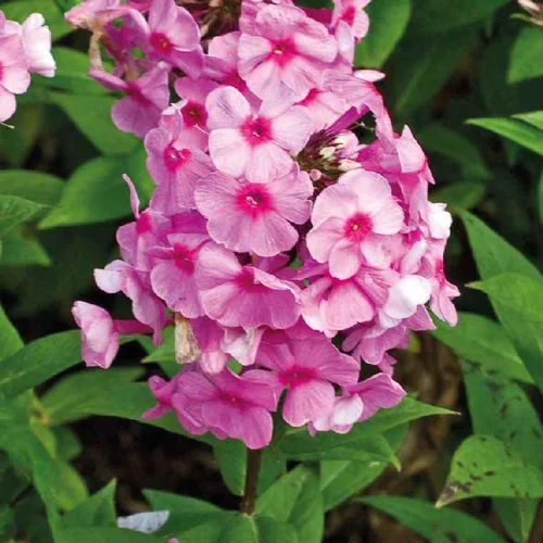 Plaisir au jardin:Phlox Paniculata Rose - Le pot de 9 x 9 cm