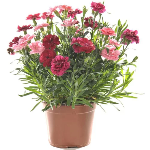 Idée jardin：Oeillet Tenelken Tricolor - Le pot de 1 litre
