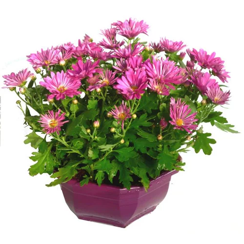 À adopter au jardin：Chrysanthème multifleurs - La coupe de 35 cm