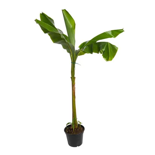 Pour un extérieur bien organisé:Bananier Musa Bajoo - pot 5 L