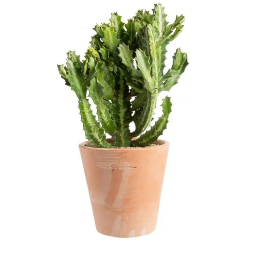 Maison & jardin:Euphorbia pseudocactus en pot terre cuite H 10 x Ø 20 cm