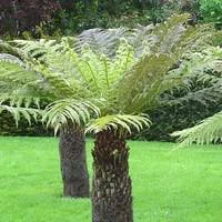 Pour profiter dehors：Dicksonia ou Fougère arborescente - Le pot de 50 litres