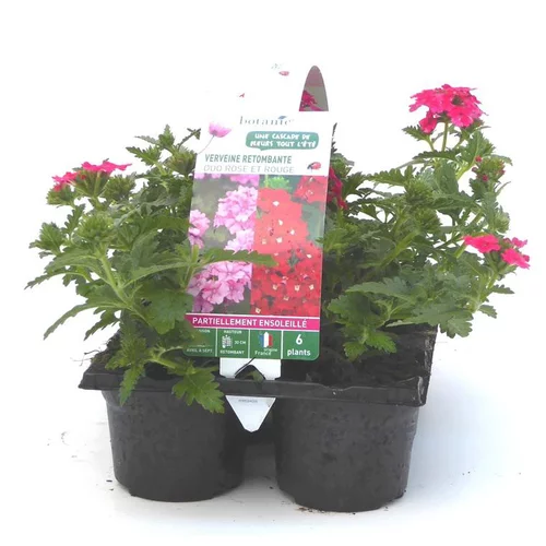 Pour un jardin bien équipé:Verveine retombante rouge - Le pack de 6 plants