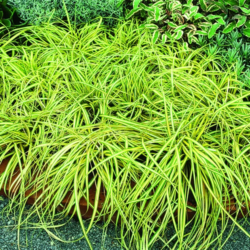Pour plus de praticité à l’extérieur:Carex Oshimensis Evergold jaune botanic®. Le pot de 4 litres