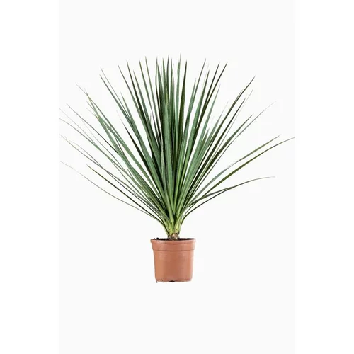 À découvrir pour l’extérieur：Cordyline en pot de 35 L vert