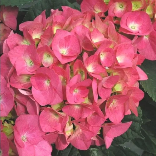 Nature maison:Hortensia (Hydrangea Macrophylla) multicolore. Le pot de 7 litres