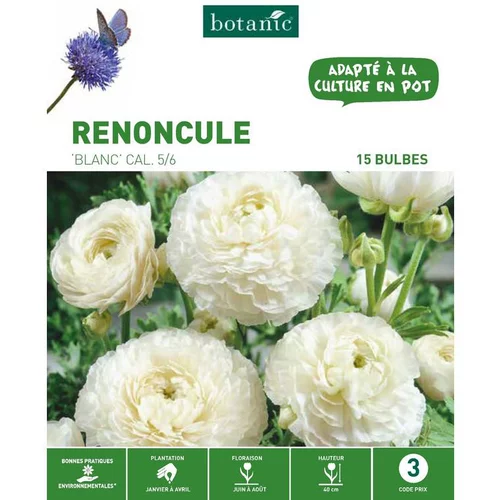Jardin et confort:Renoncule coloris blanc botanic® - 15 bulbes