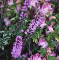 Facile jardin:Liatris Spicata - Le pot de 3 litres