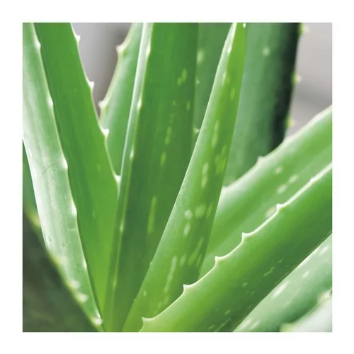 Pour tous les jardins:Aloe vera bio en pot H 100 x Ø 35 cm