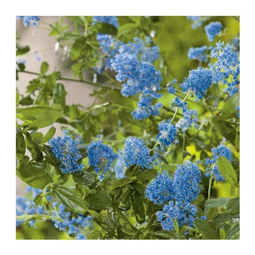 Sélection malin:Ceanothe (CEANOTHUS VARIEE) Le pot de 3 litres