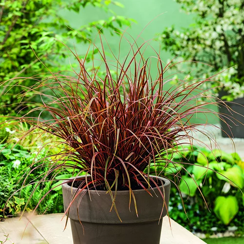 Pour personnaliser votre jardin:Uncinia rouge botanic®. Le pot de 1 litre