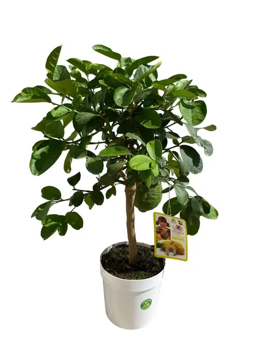 Pratique dehors：Cédratier Maxima 1/4 tige coloris orange - 5 L