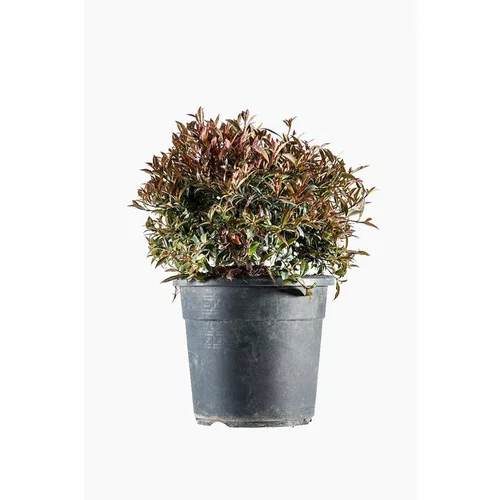 Pour tous les jours:Eugenia Christmas Bush en pot de 9 L vert