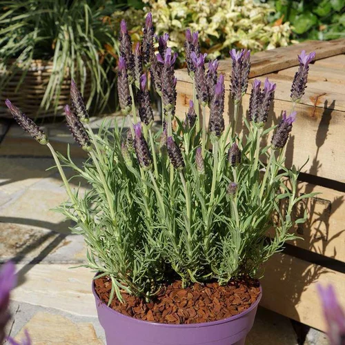 Espace vert utile:Lavande Lucy Purple. Le pot de 2 litres