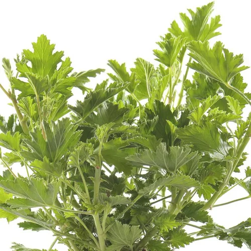 Équipement jardin：Pélargonium odorant citron - Le pot de Ø 14 cm