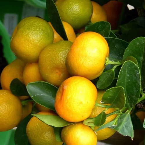 Idée extérieure：Calamondin. Le pot de 14 litres forme 1/2 tige