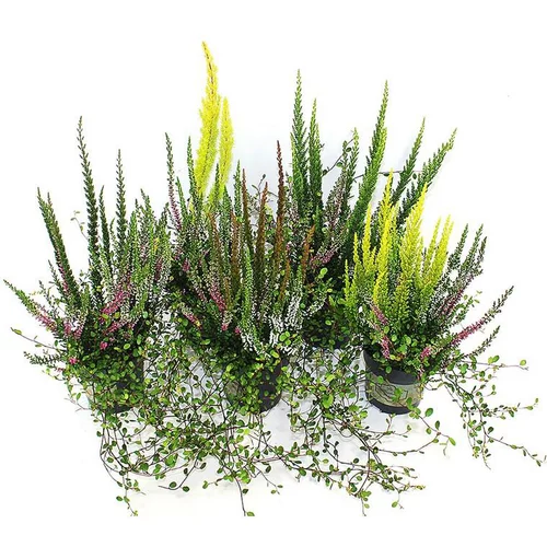 Confort dehors：Erica Melangees - Le pot de 10,5 cm
