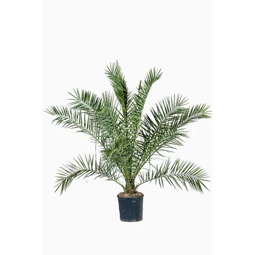 Simple au jardin：Phoenix Canariensis ou Dattier des Canaries 100/125 cm en pot de 5 L
