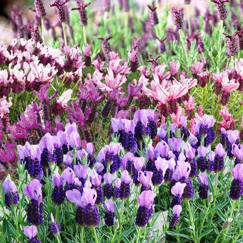 Pour mieux organiser votre jardin：Lavande Plumettes. Le pot de 4 litres