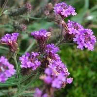 Sélection jardin:Verbena Venosa - Le pot de 3 litres