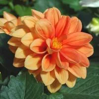 Jardin et solutions:Dahlia Nain de Bouture - Le pot de 8 litres