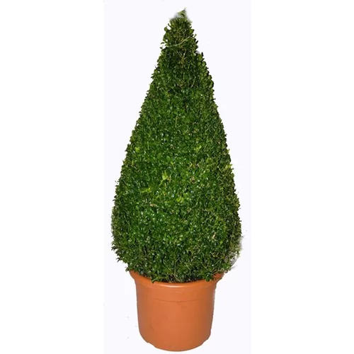Nature utile：Buxus Sempervirens (Buis commun) pyramide en pot de 25 L vert
