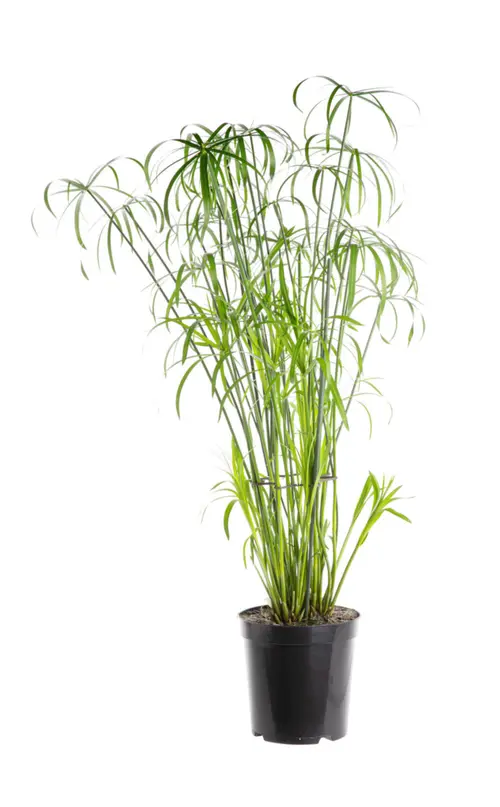 Votre allié au jardin：Papyrus vert. Le pot Ø 21 cm