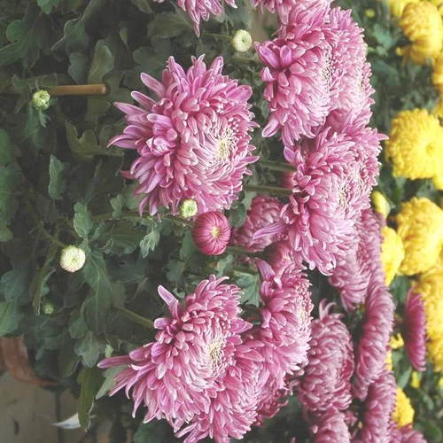 À adopter pour l’extérieur：Chrysantheme grosses Fleurs - La coupe
