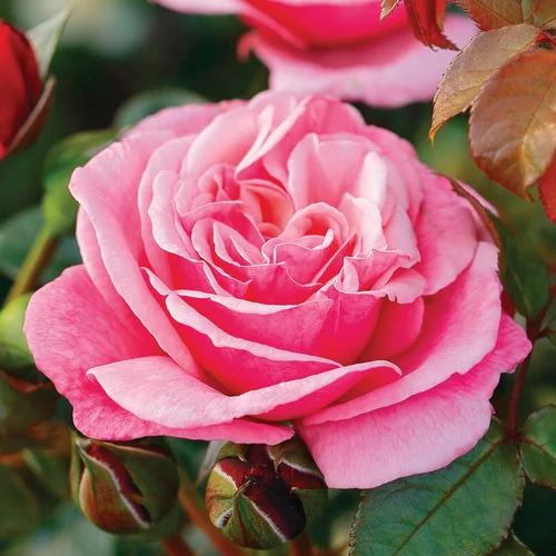 Jardin chez vous:Rosier La Gaiete ®. Le pot de 3 litres