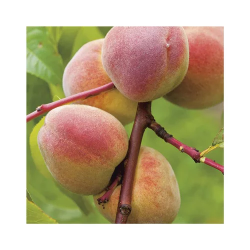 Extérieur adapté：Pecher De Vigne. Le pot de 15 litres, forme 1/2 tige