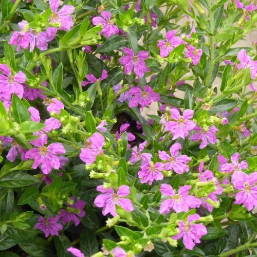 Essentiel extérieur：Cuphea ou Bruyère du Mexique à fleurs multicolores - Le pot de 3 litres