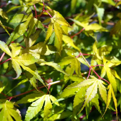 Pour donner du style à l’extérieur:Erable du Japon (ACER PALMATUM KATSURA ) Le pot de 7 litres