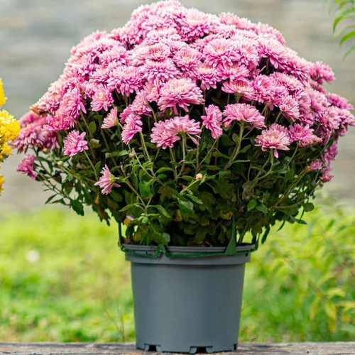 Pour votre projet：Chrysanthème ou Marguerite d'automne. Le pot de 50 litres