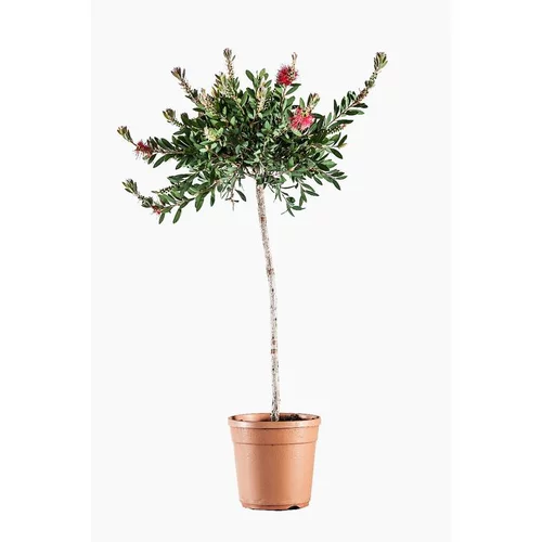 Les indispensables du jardin:Rince bouteille ou Callistemon Laevis. Le pot de 7 litres, forme 1/2 tige