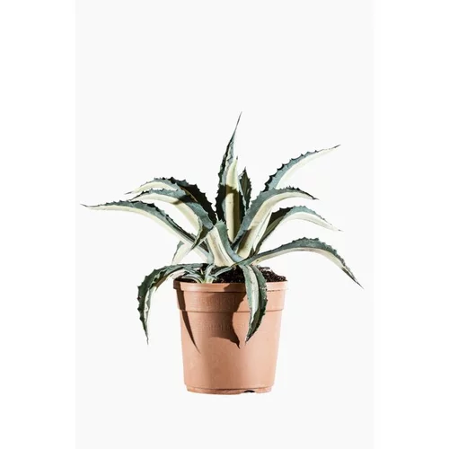 À adopter au jardin：Agave Mediopicta 40/50 en pot de 17 L jaune
