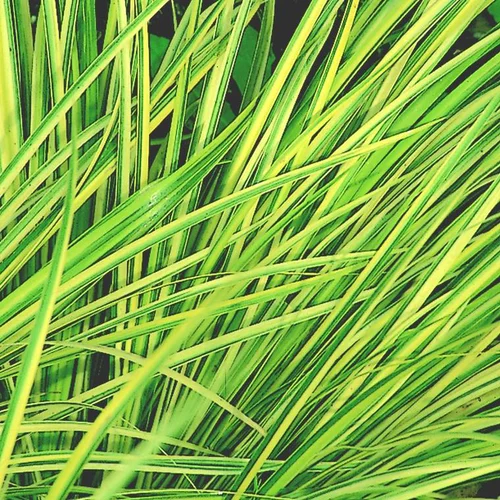 Pour votre confort au jardin:Acore (Calame ou Jonc japonais) vert - Le pot de 0,5 litre