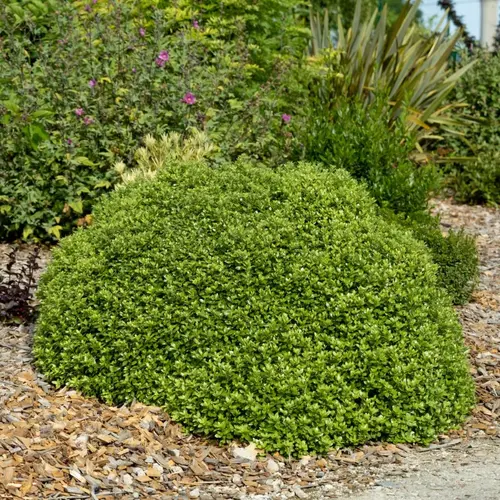 Pour donner du style à l’extérieur:Pittosporum tenuifolium Beach Ball Trew01. Le pot de 3,5 litres