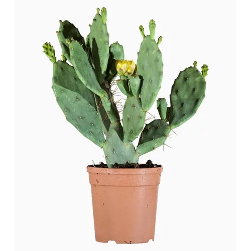 Plaisir dehors：Opuntia Varie (Cactus raquette) en pot de 2,5 L vert