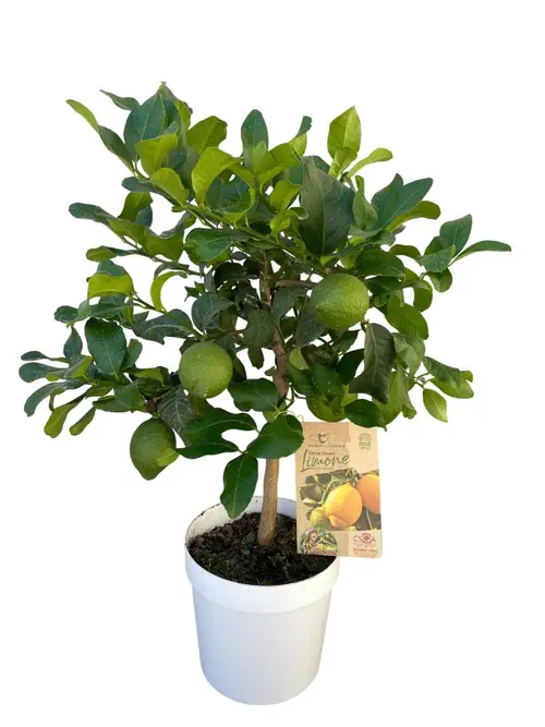 Une solution adaptée au jardin:Citronnier Zagara Bianca coloris jaune - 5 L