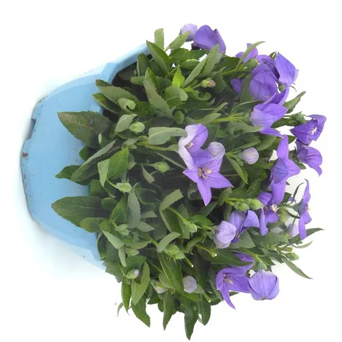 Pour profiter du jardin：Platycodon Grandiflorus - Le pot de 4 litres