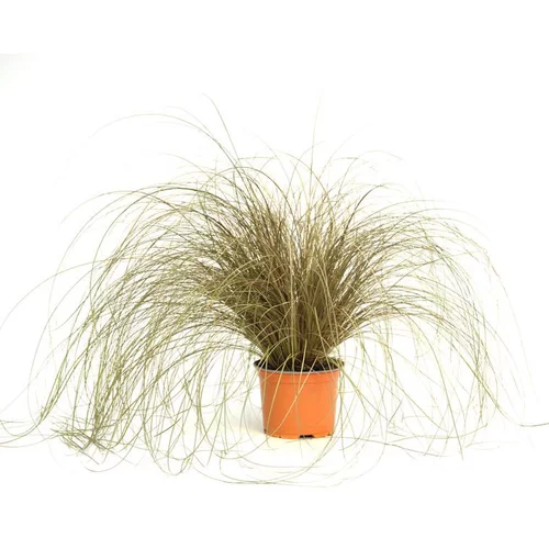 Pratique au jardin:carex flagellifera bronzita - Le pot diam 12 cm
