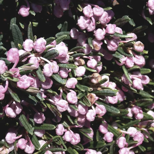 Jardin inspiration:Andromeda Blue Lagoon rose en pot
