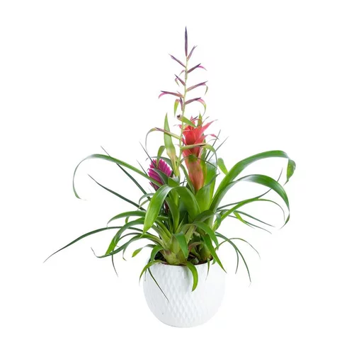 Vie dehors：BROMELIA COUPE
