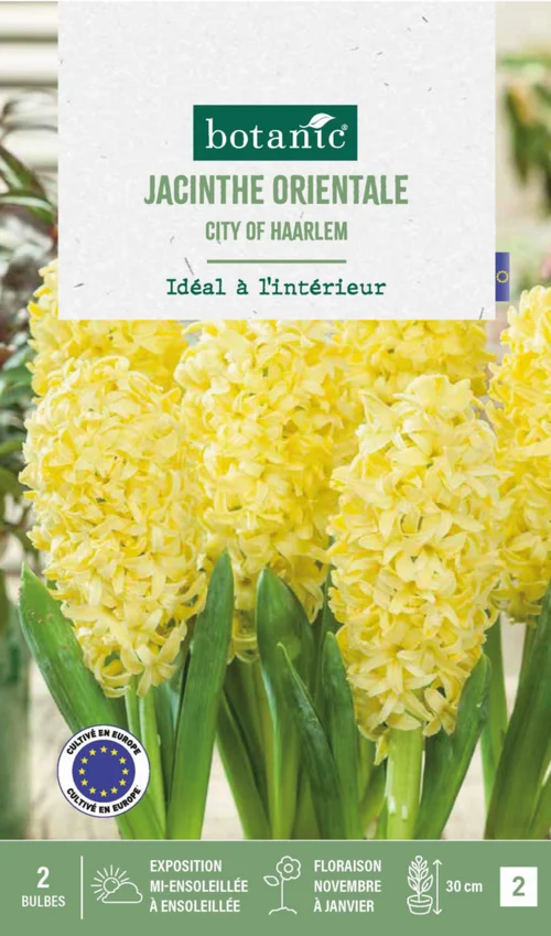Confort extérieur：Jacinthe interieur city of haarlem botanic® - 2 bulbes