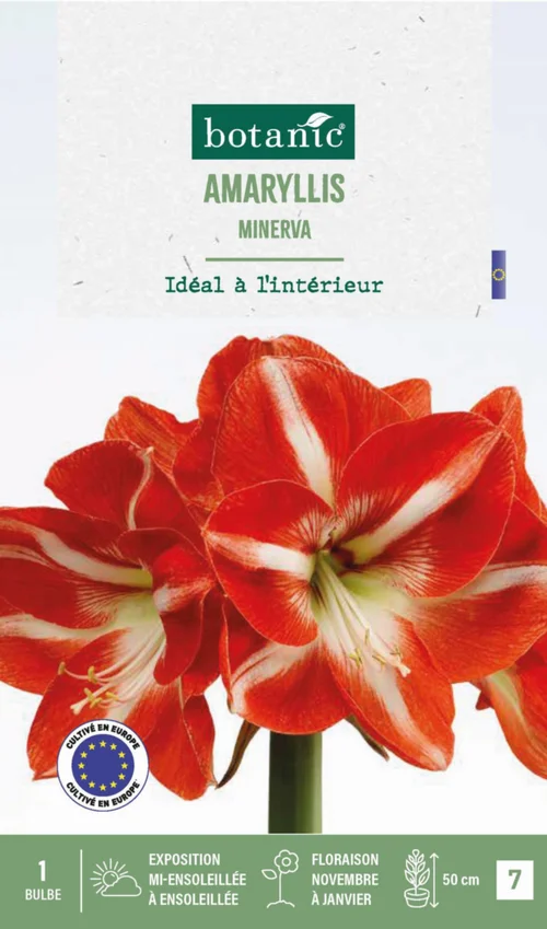 Idéal au jardin:Amaryllis intérieur Minerva botanic® - 1 bulbe