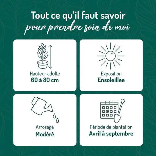 Pour mieux équiper votre jardin:Agave Geminiflora botanic®. Le pot de 15 litres