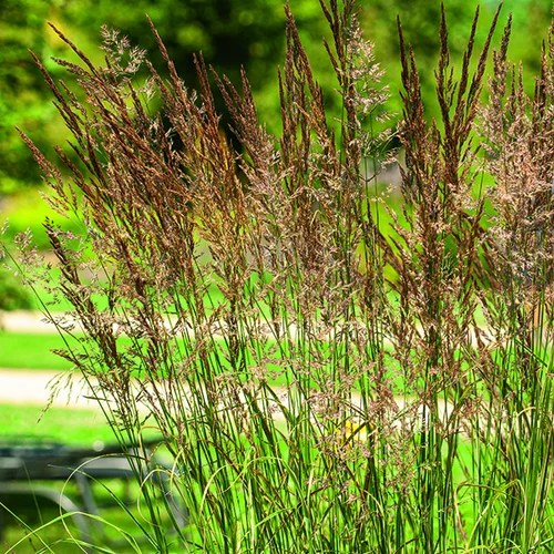Facile pour le jardin：Calamagrostide Overdam vert botanic®. Le pot de 7,5 litres