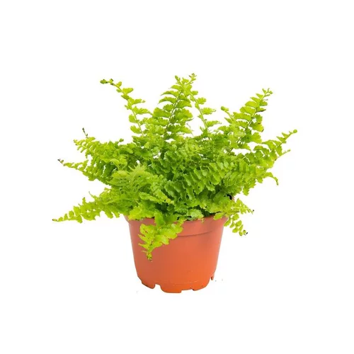 Pour compléter votre espace extérieur:Nephrolepsis en pot Ø 6 cm